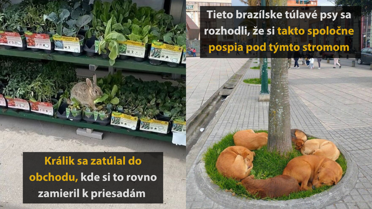 10 roztomilých fotografií, ktoré vám okamžite zlepšia deň #2