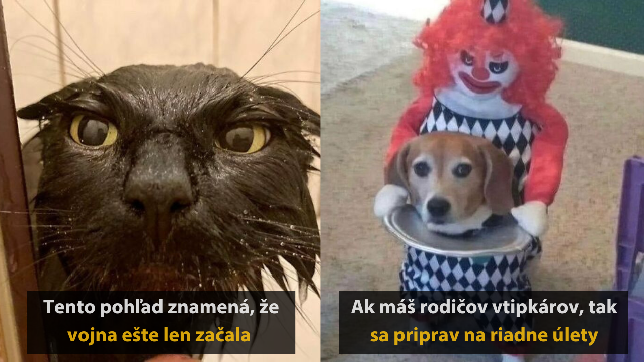 10 vtipných fotiek domácich miláčikov, ktorá vás dostanú do kolien #1