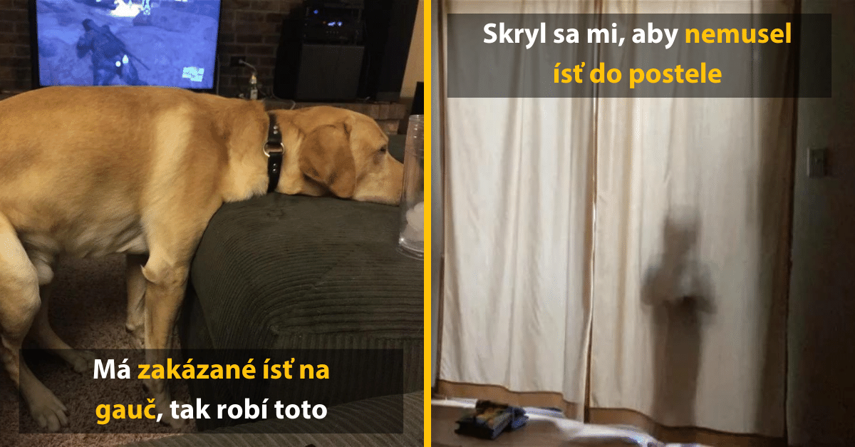 10+ komických fotografií, kedy boli ľudia ale aj domáci miláčikovia prichitení pri čine