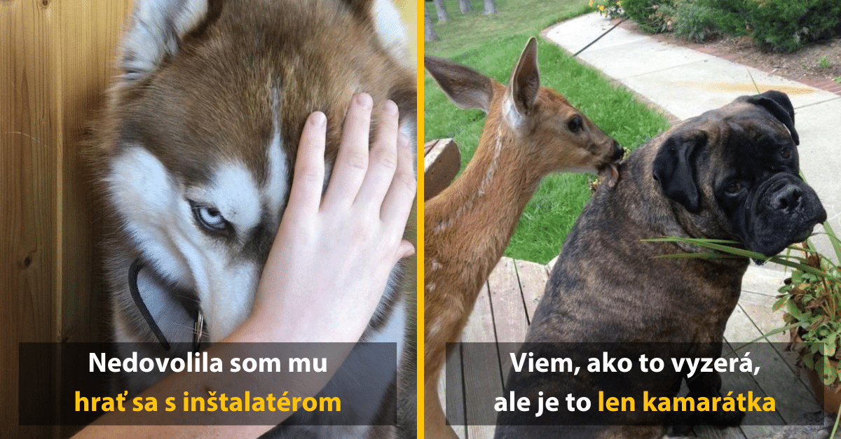 10 vtipných fotografií zvierat, ktoré ti jednoznačne pošteklia bránicu