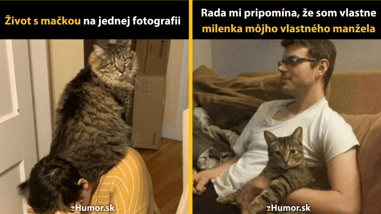 10 vtipných memečiek nielen pre milovníkov mačiek