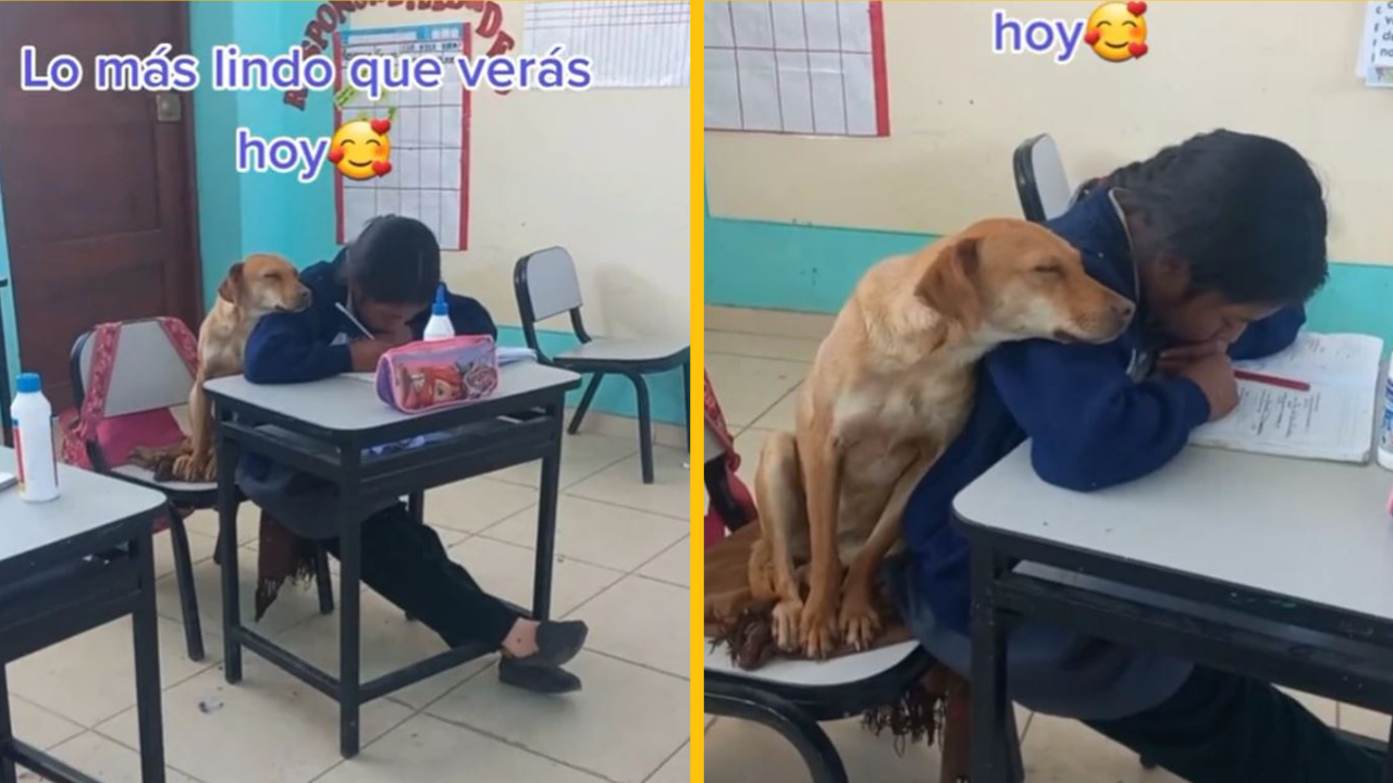 „Najsladšia vec, ktorú dnes uvidíte,“ pes sa túli k dievčaťu, ktoré si robí poznámky v triede
