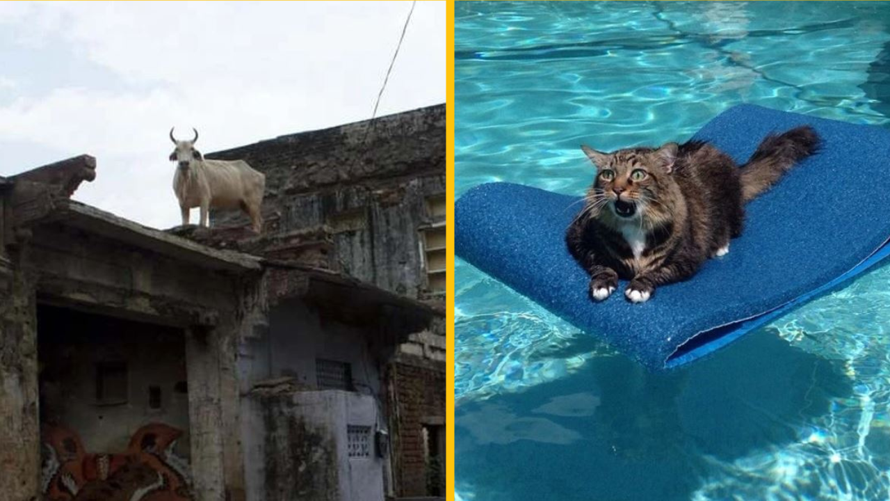 Tieto zvieratá nám pripomínajú, že život je príliš krátky na to, aby sme ho brali vážne