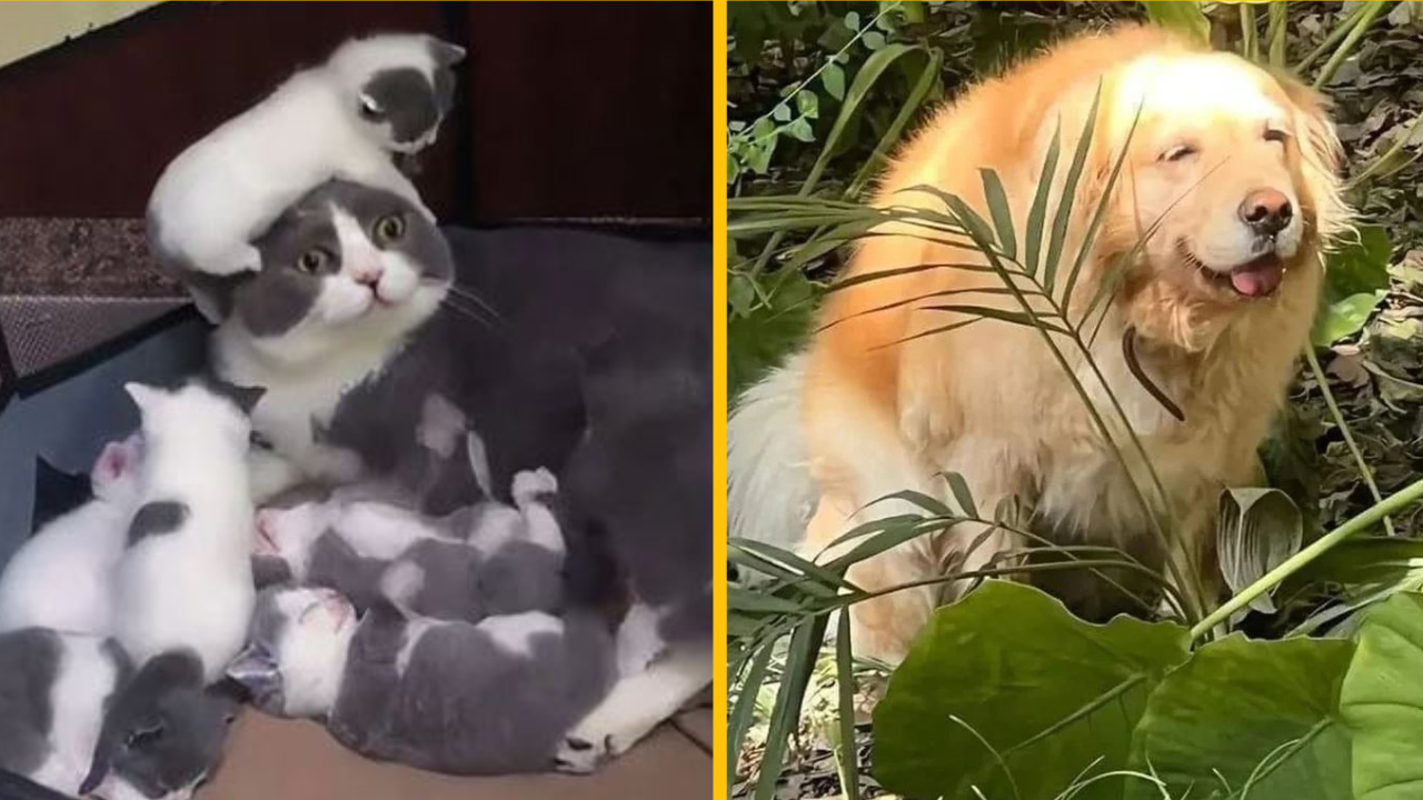 20 zvieratiek, ktoré rozžiaria váš deň