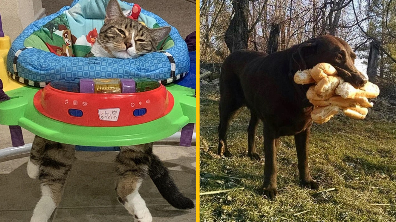 10 roztomilých fotografií, ktoré vám vyčaria úsmev na tvári