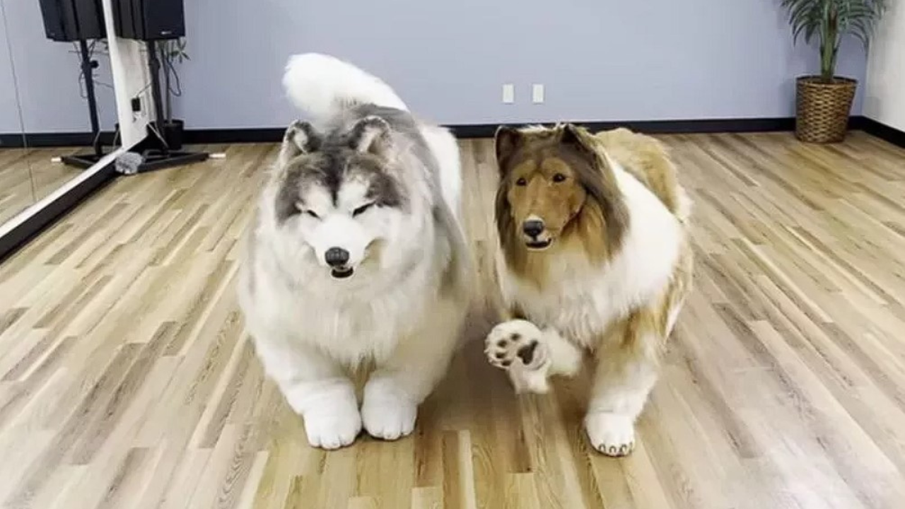 Chlapík, ktorý žije v kostýme psa, má nového kamaráta. Ten sa tiež prezlieka za psa a spoločne sa hrajú