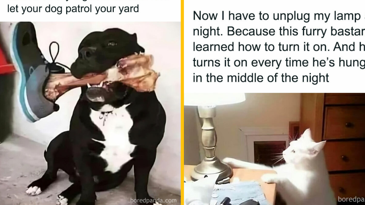 10 fotografií zvierat, ktoré jednoducho musíte vidieť