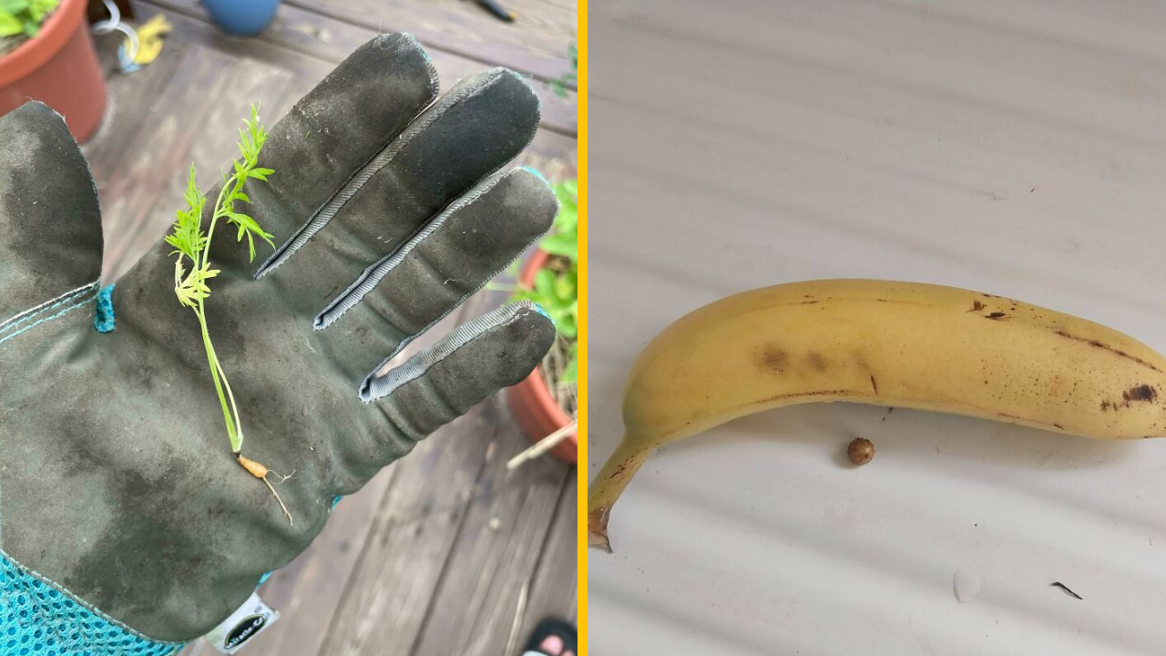 Týchto 11 ľudí sa pokúsilo vypestovať ovocie a zeleninu a dopadlo to fiaskom