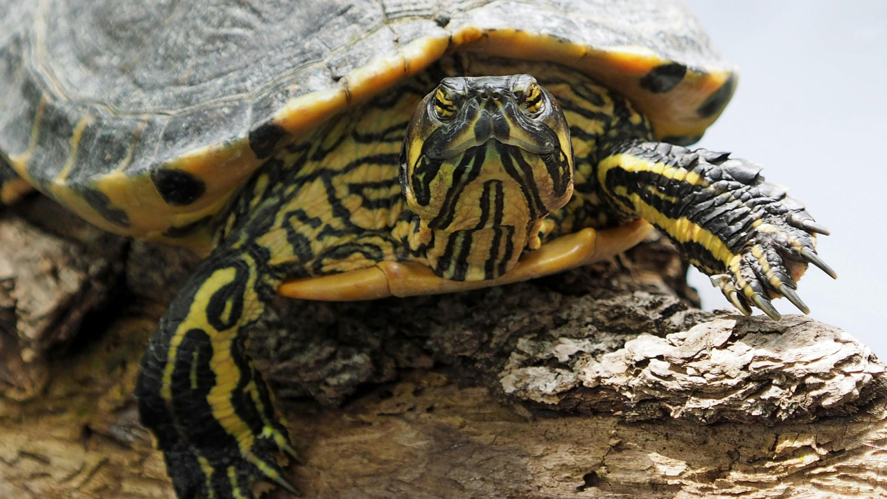 Vodné korytnačky dokážu dýchať zadkom. Bez tejto schopnosti by neprežili