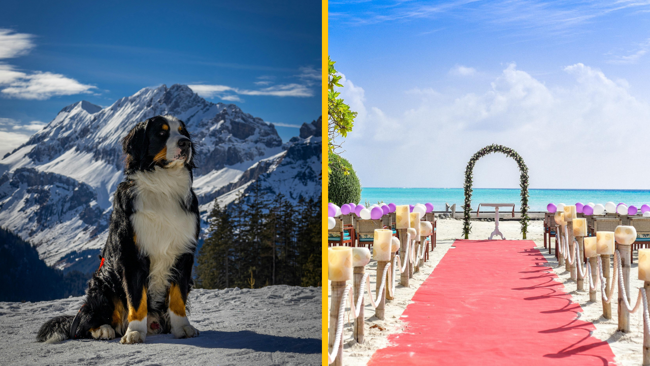 „Moja sestra chce na moju svadbu priniesť svojho démonického psa ako partnera – je to idiotské“