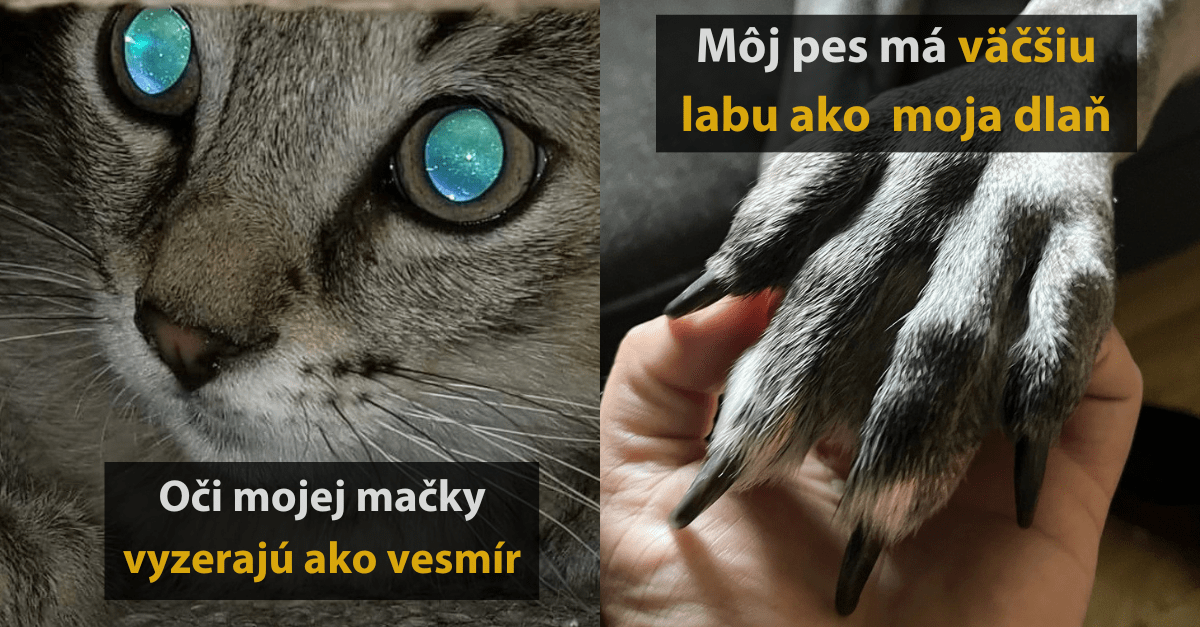 15 ľudí, ktorým sa podarilo zachytiť niekoľko kuriozít a rozhodli sa s nami o ne podeliť