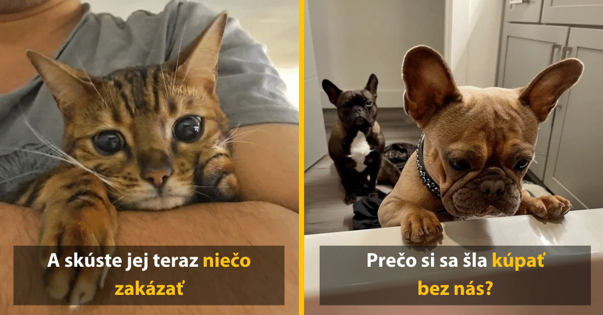 12 fotografických dôkazov, že zvieratá sú ľuďom podobnejšie ako by sme si mysleli