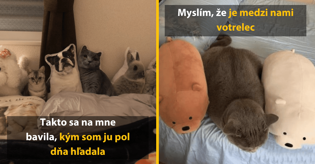 10 mačiek, ktoré by sa pokojne uplatnili ako agenti