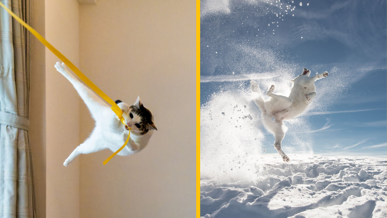 Víťazi The Comedy Pet Photo Awards 2024