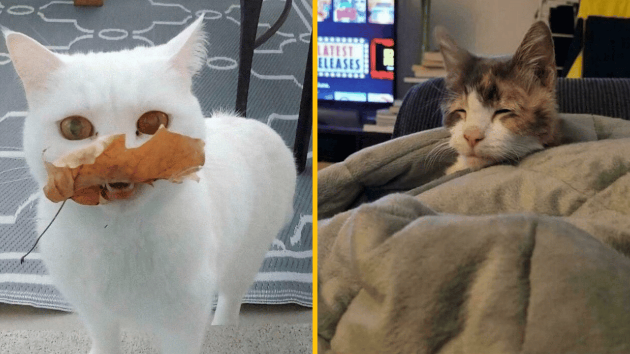 10 momentov mačacej komédie, ktoré musíš vidieť