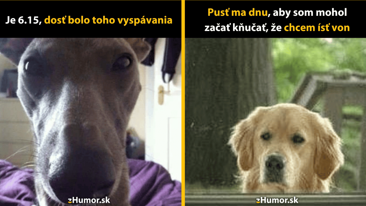 Život so psom: 10 memečiek, ktoré odrážajú ich povahu