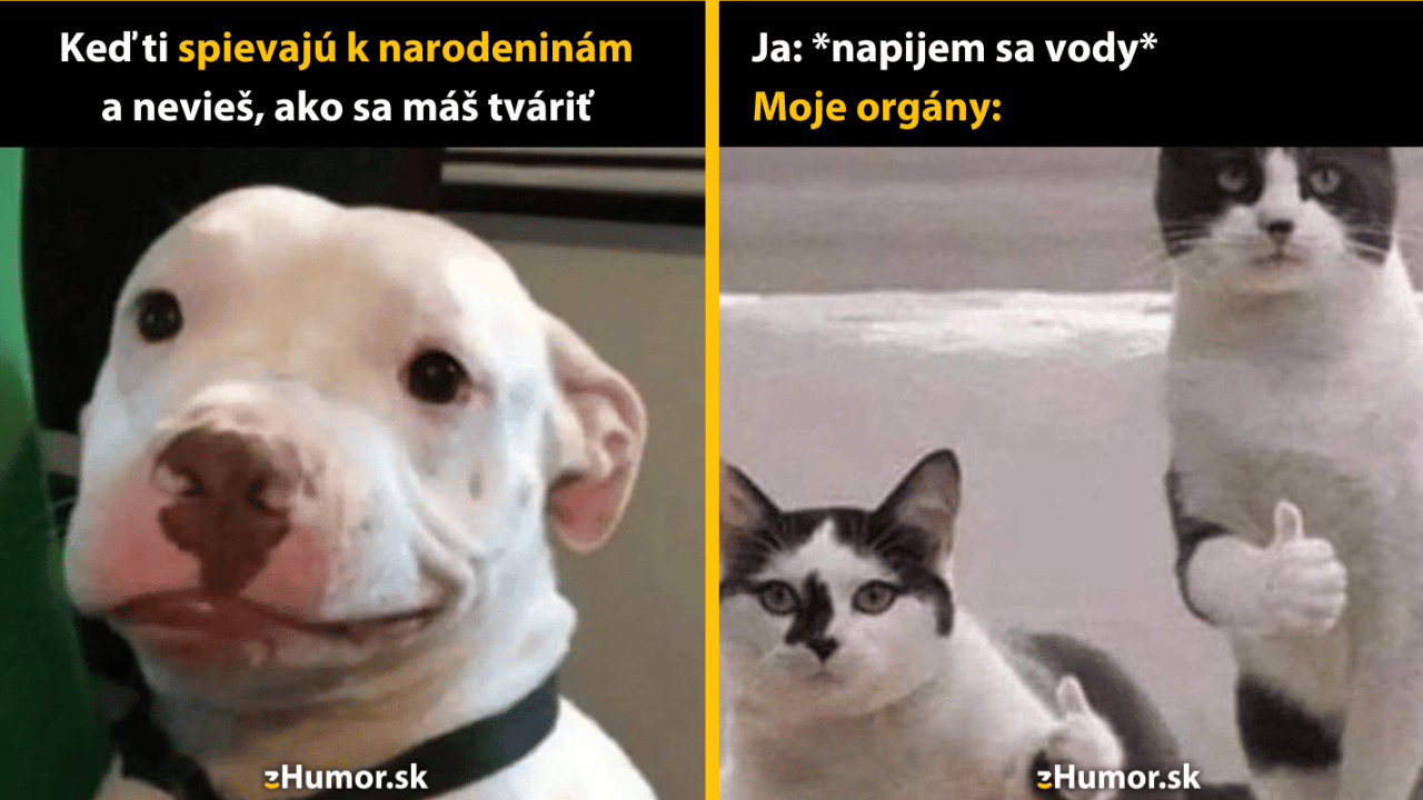 10 zvieracích memečiek, ktoré si nemôžeš nechať ujsť
