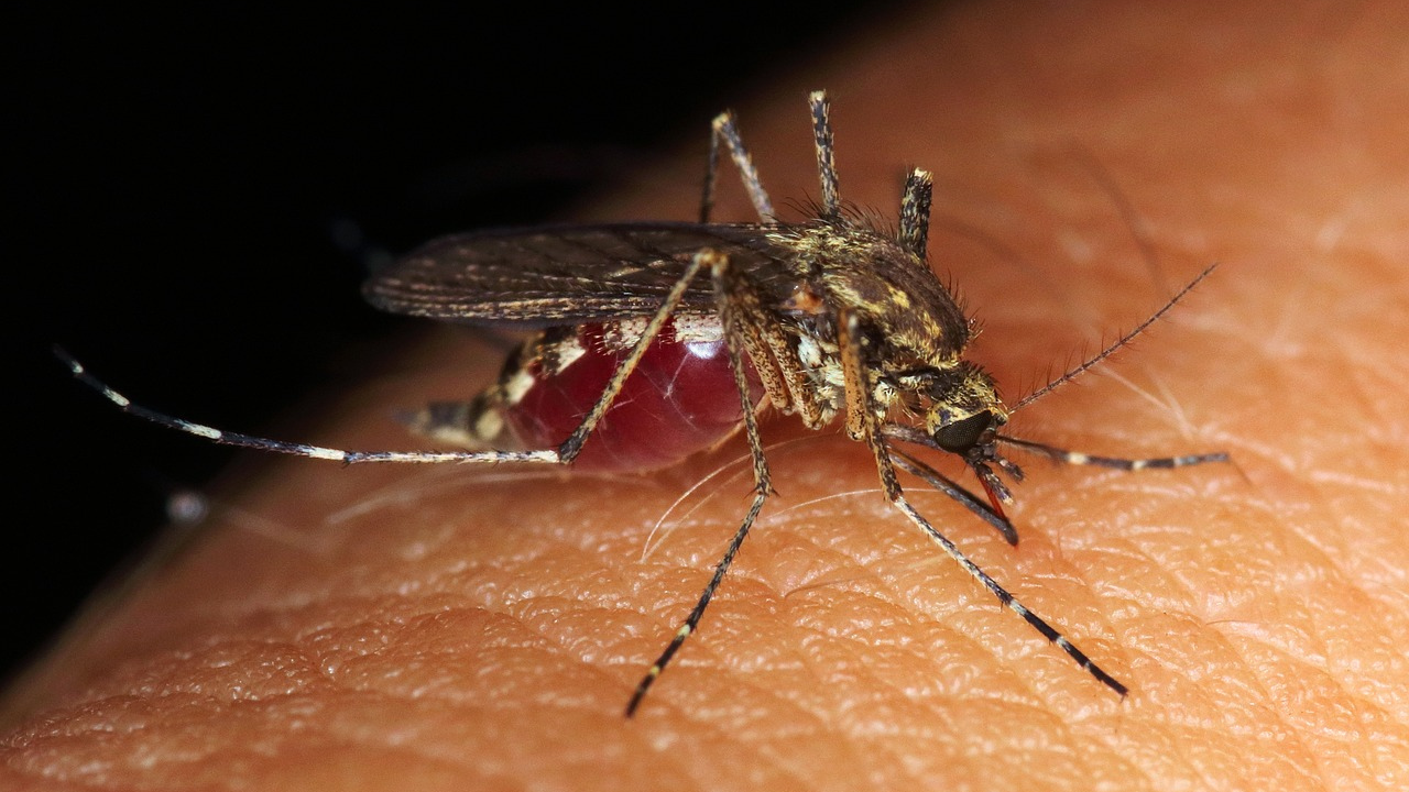 Existuje miesto na zemi, kde nikoho netrápia komáre. Tie sa pritom nachádzajú napríklad aj na Antarktíde