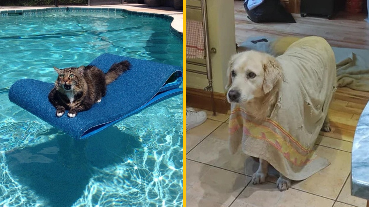 10 zvieratiek, ktoré vám zlepšia náladu