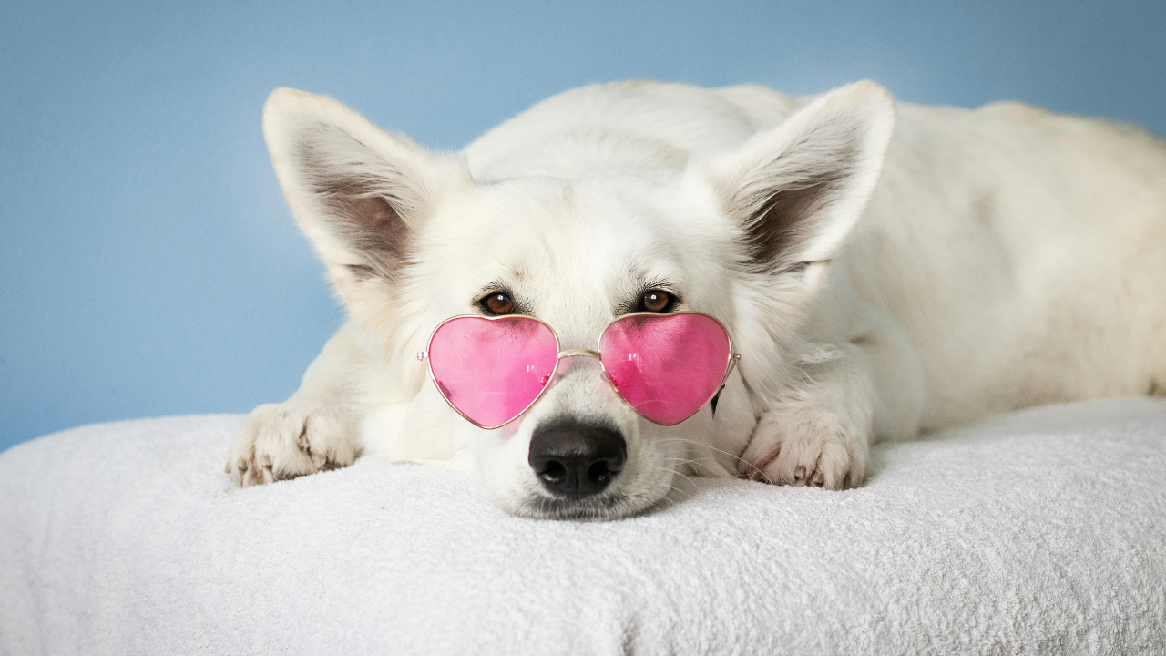 Značka Dolce & Gabbana uvádza na trh parfum pre psov. Stojí cez 100 dolárov a obal je zdobený zlatom