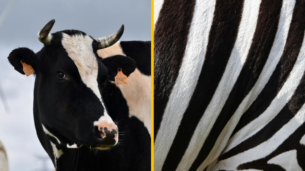 Vedci namaľovali na kravy zebrie pruhy a došli k šokujúcemu objavu