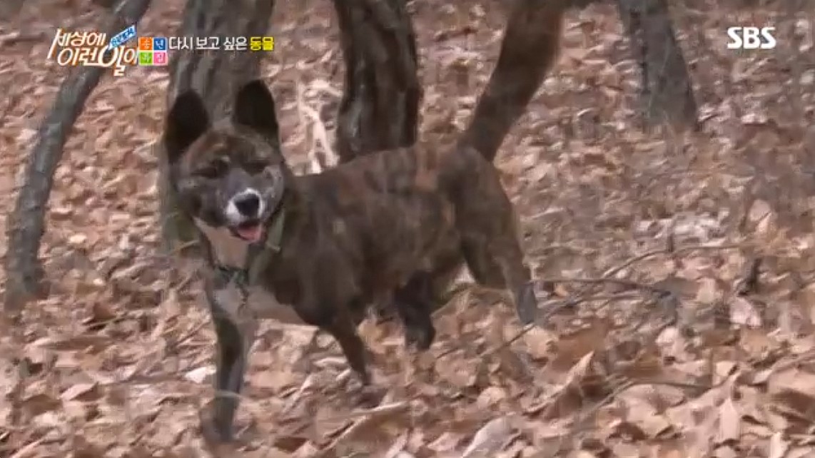 Fenka dokázala niečo neskutočné. Vyhrabala sa z vlastného hrobu a vrátila sa domov, akoby sa nič nestalo