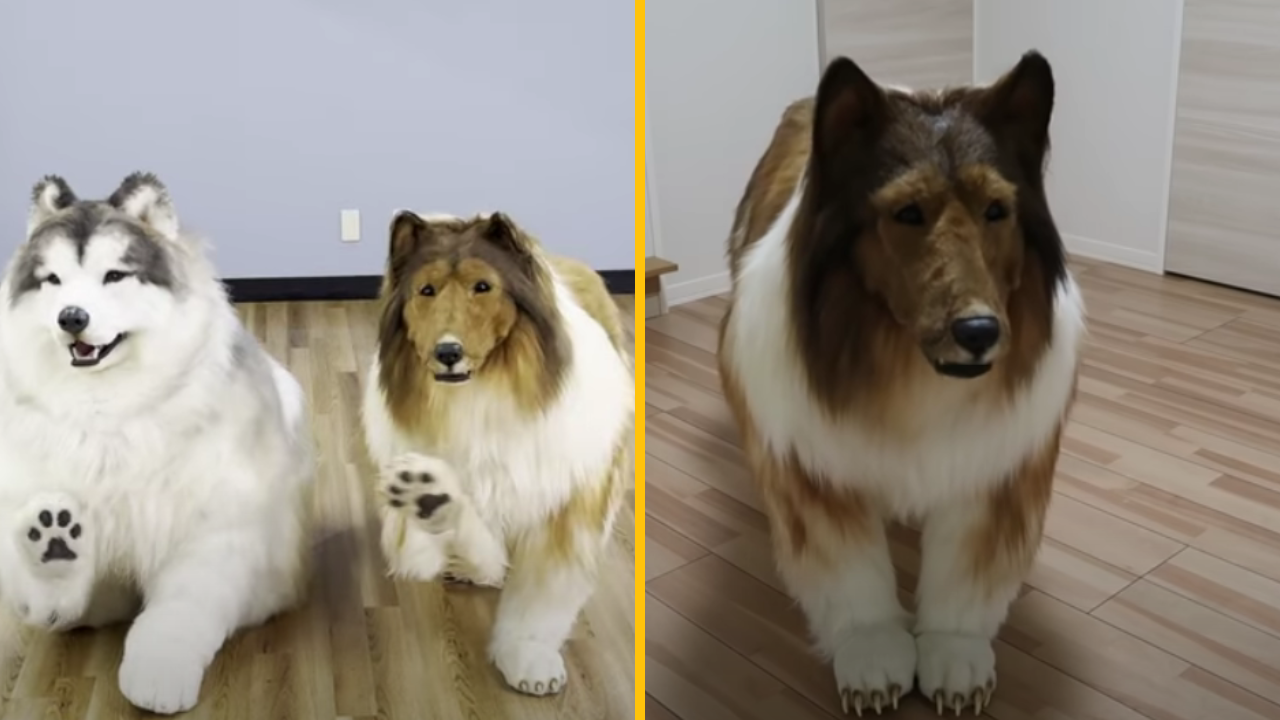 Muž žijúci ako pes v kostýme za 12 500 libier bol videný s ďalším „ľudským husky“