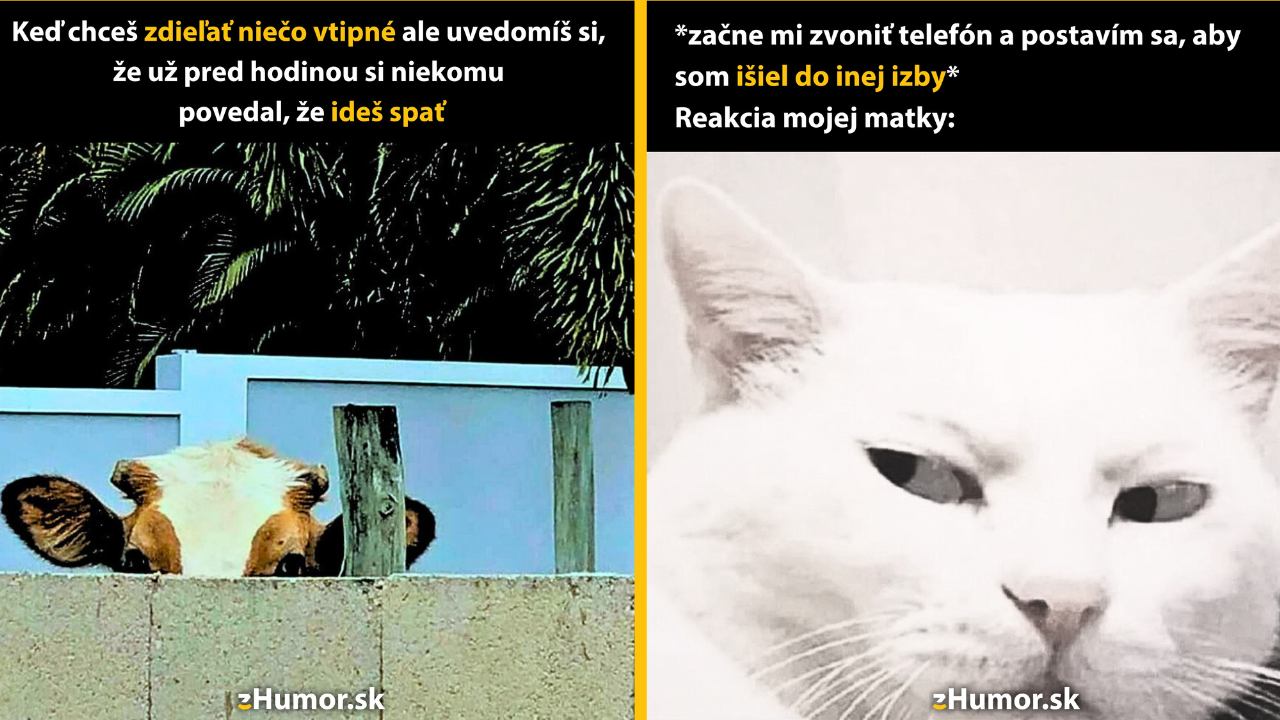 Zopár memečiek, ktoré vznikli, aby ti spríjemnili deň #1470: Čo si teraz len počnem?
