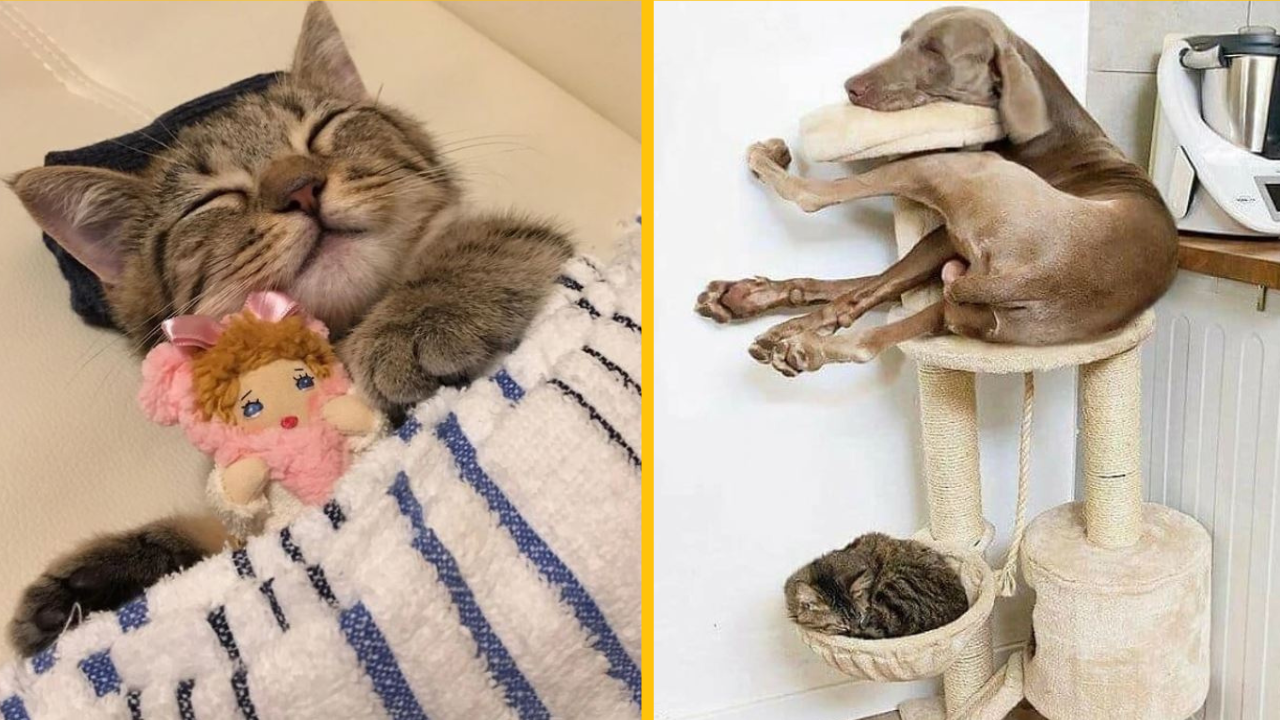 20 rozmaznaných zvierat, ktoré svoju roztomilosť využívajú na maximum