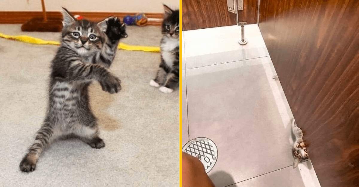 15 fotografií, ktoré ti ukážu, že s mačkami sa človek nikdy nenudí