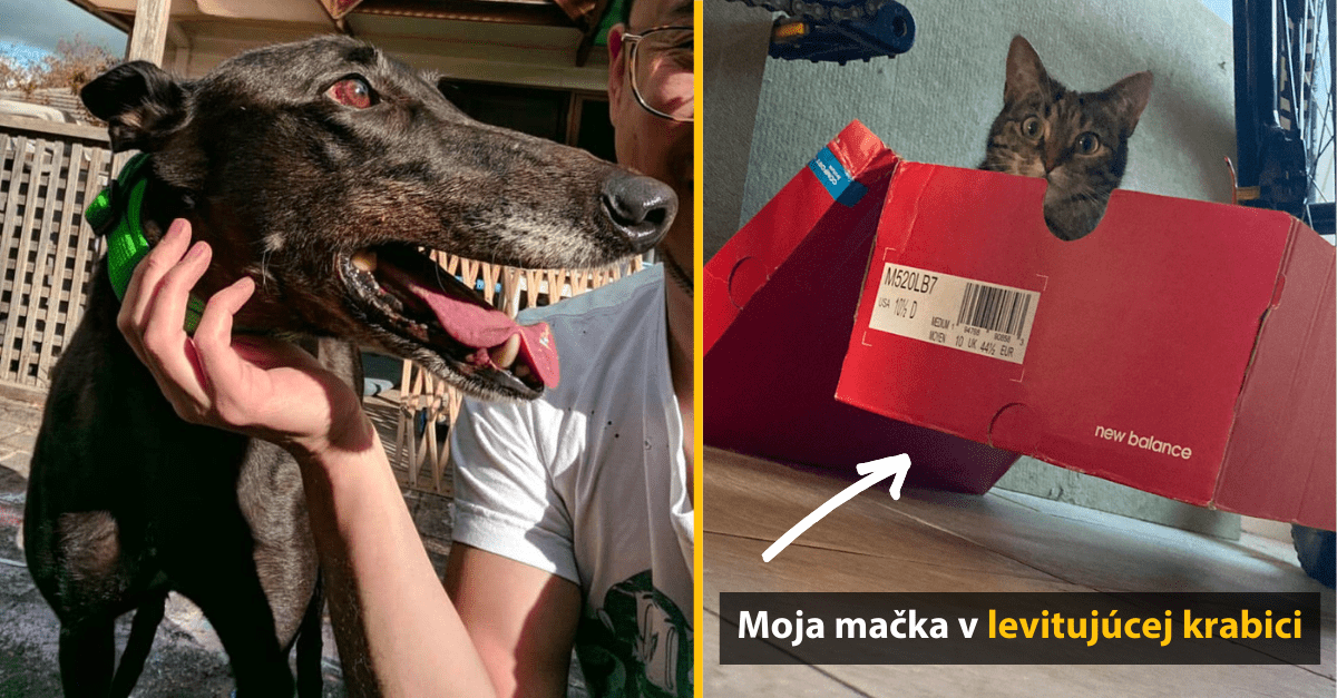 10 fotografií, ktoré sa autorom podarilo dokonale načasovať