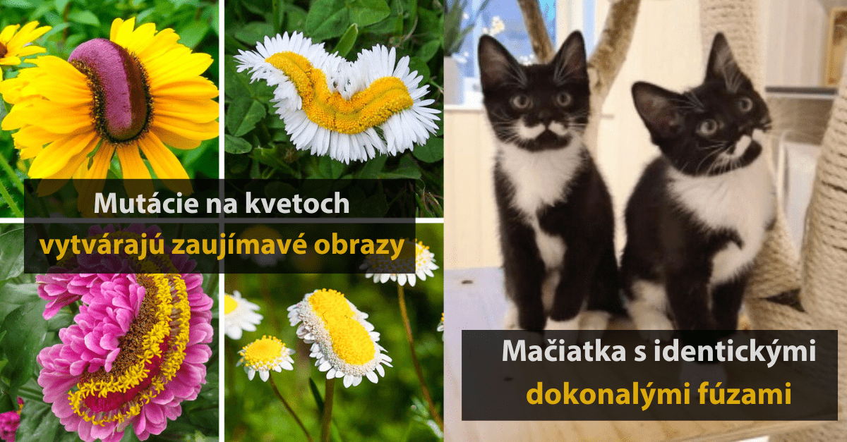 15 náhodných zaujímavých fotografií, o ktoré sa ľudia podelili na internete