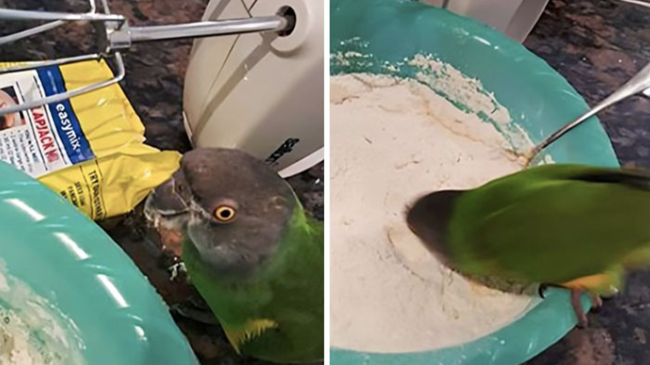 12 domácich miláčikov prichytených pri kradnutí jedla (2. časť)