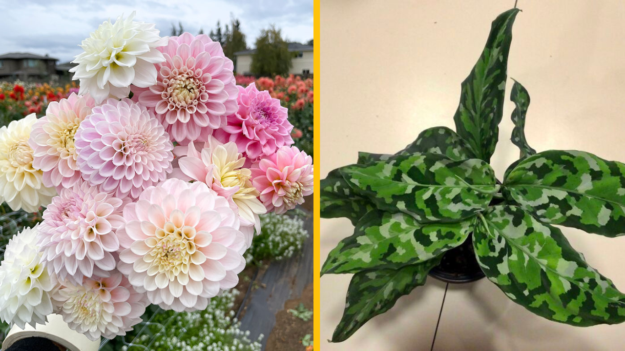 14 fascinujúcich rastlín, ktorým je ťažké uveriť, že sú skutočné #2