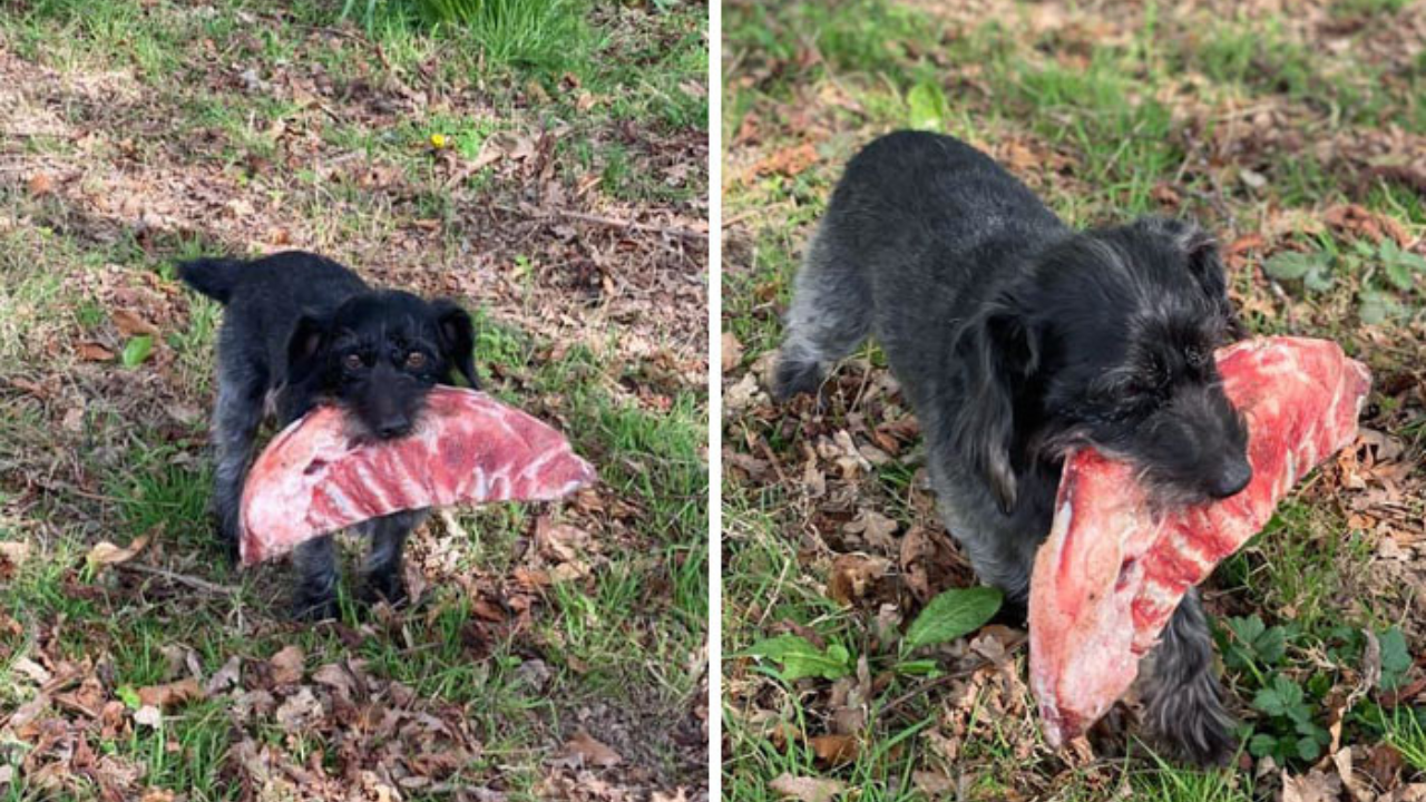 12 domácich miláčikov prichytených pri kradnutí jedla (3. časť)