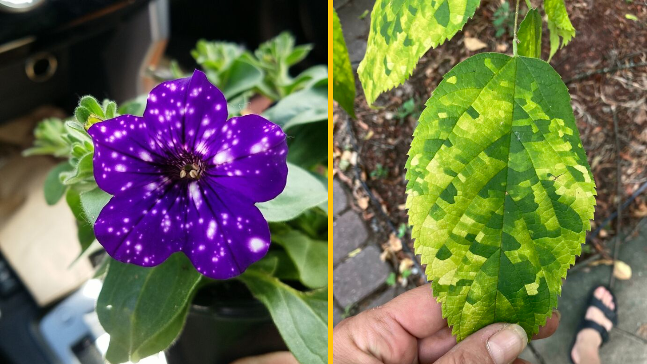 14 fascinujúcich rastlín, ktorým je ťažké uveriť, že sú skutočné #1