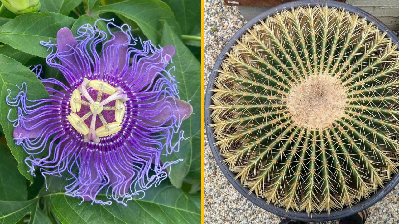 14 fascinujúcich rastlín, ktorým je ťažké uveriť, že sú skutočné #3