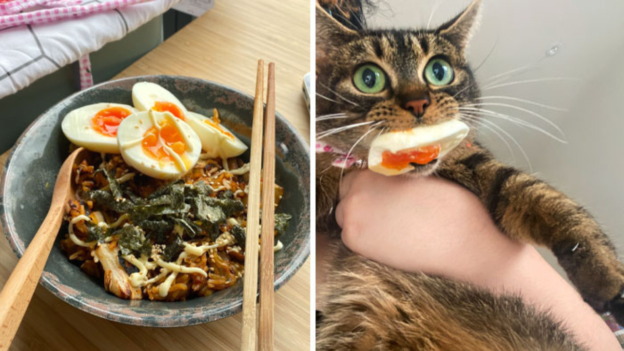 12 domácich miláčikov prichytených pri kradnutí jedla (1. časť)