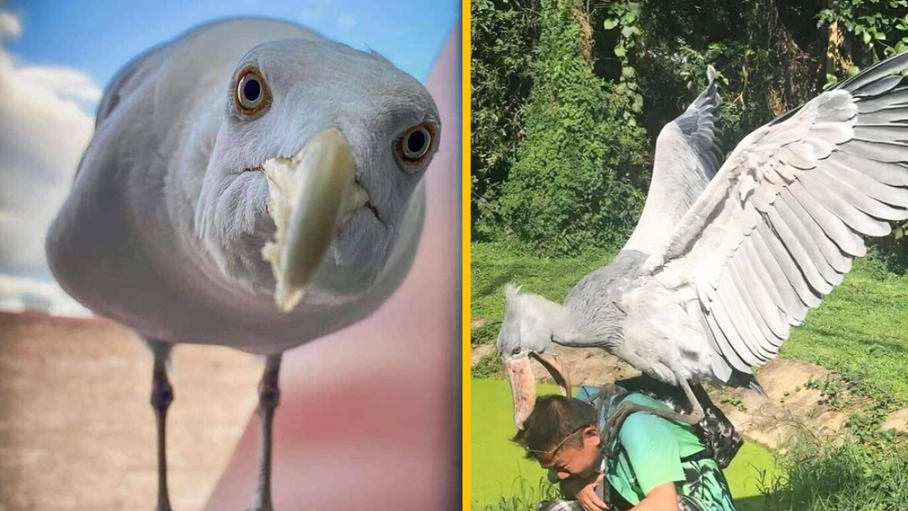 14 zábavných fotiek operencov (2. časť)