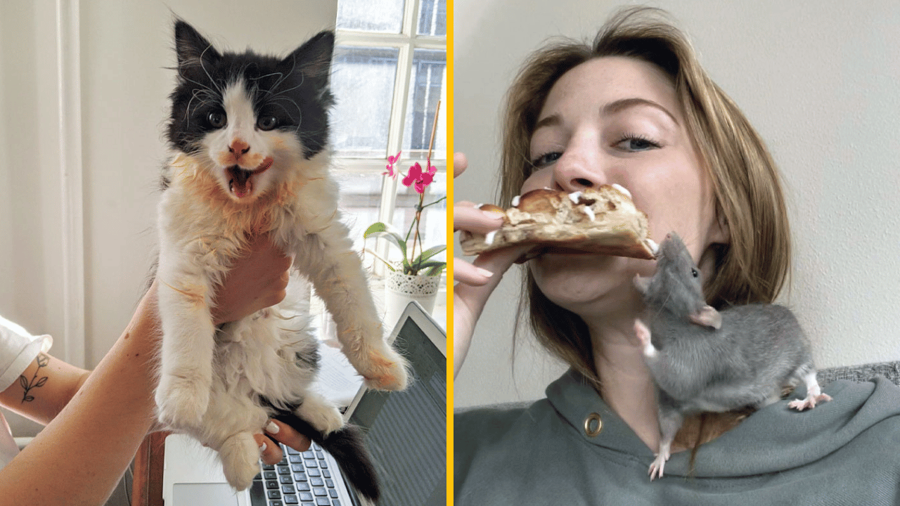 10 vtipných fotografií zvierat, ktoré boli pristihnuté priamo pri čine