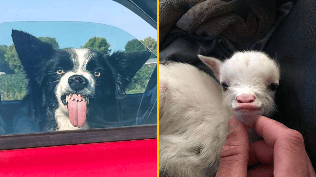 10 vtipných momentiek z ríše zvierat