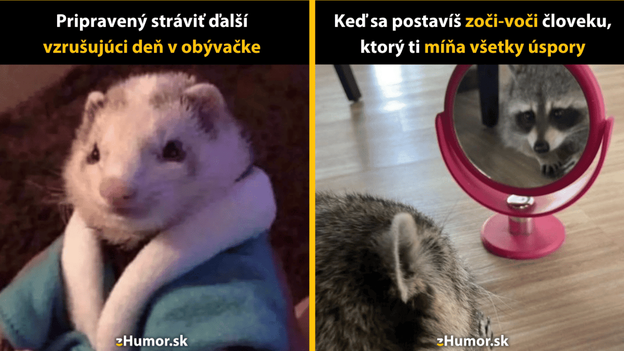 Denná dávka smiechu: 10 memečiek z ríše zvierat (2. časť)