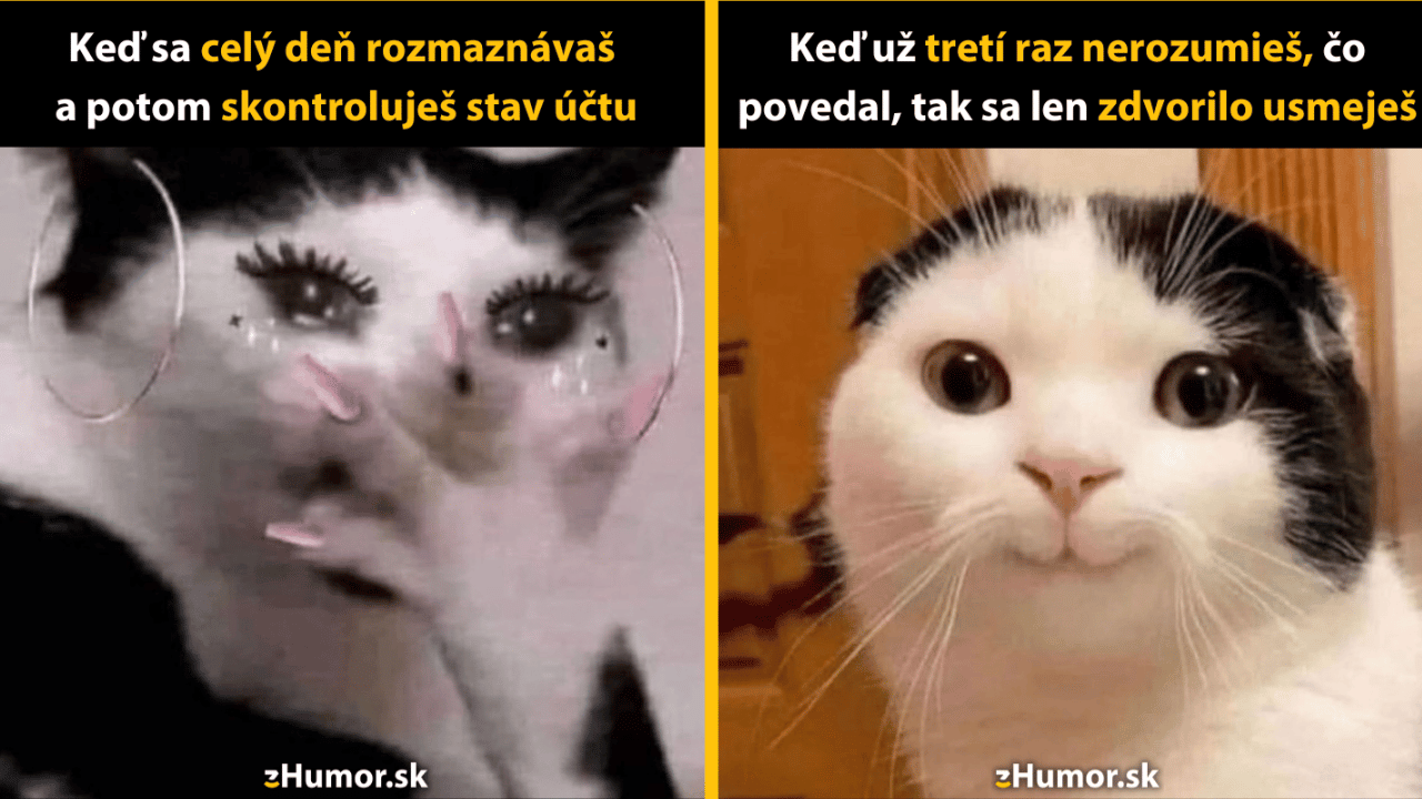 10 mačacích memečiek, ktoré dokonale zobrazujú povahy introvertov