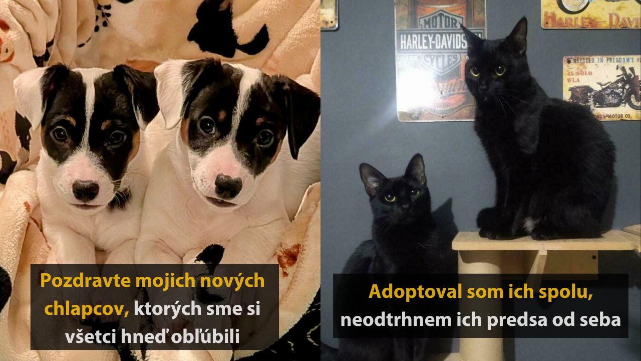 10 príbehov adoptovaných zvierat so šťastným koncom #1