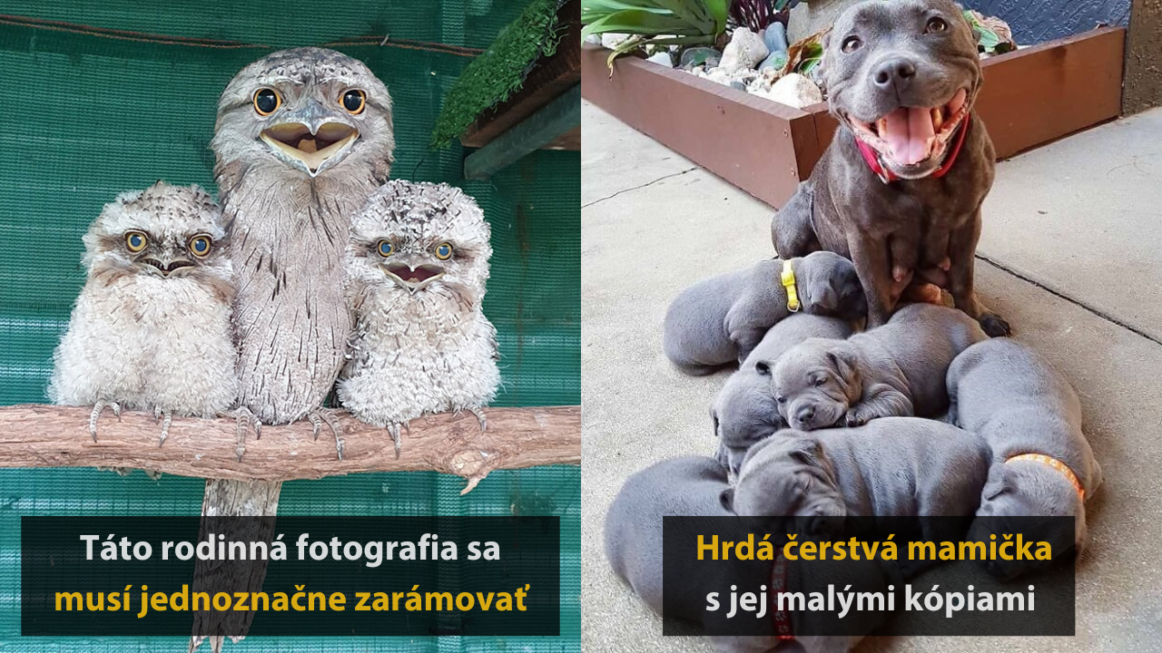10 roztomilých fotografií zvieracích rodičov #2