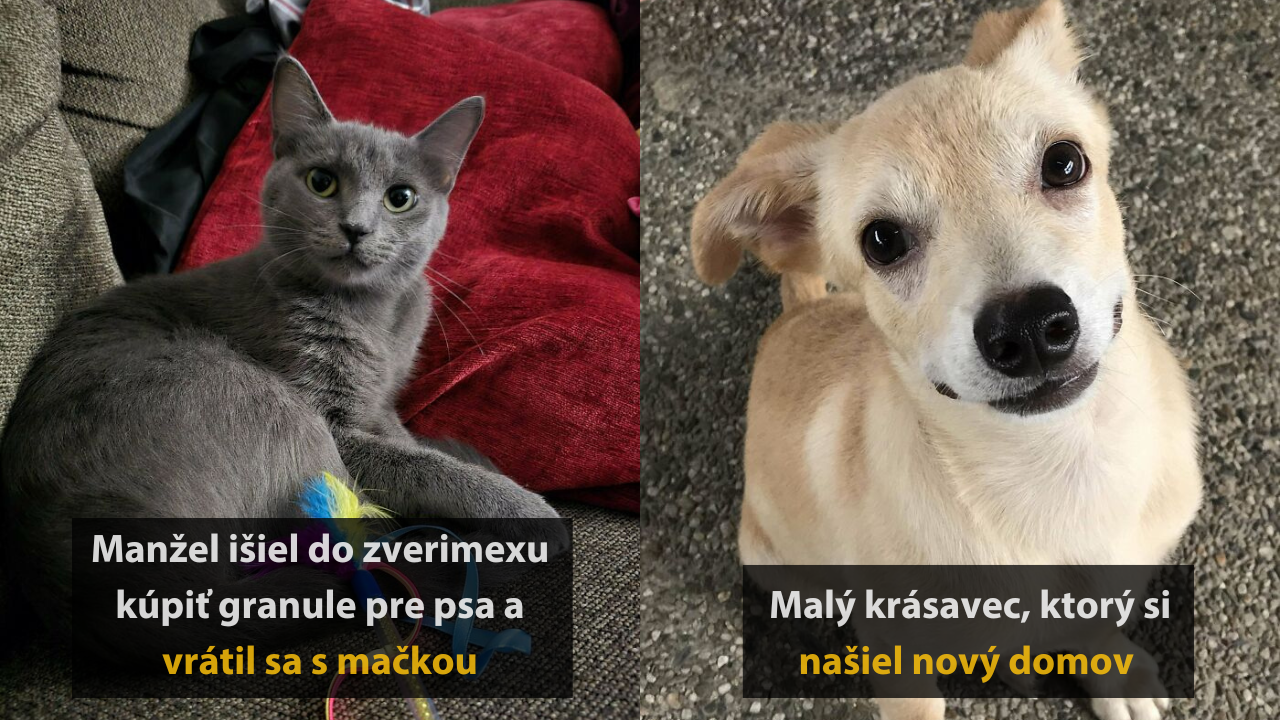 10 príbehov adoptovaných zvierat so šťastným koncom #1