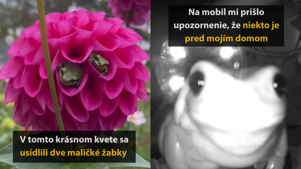 10 vtipných a roztomilých fotografií žiab, ktoré zmenia váš názor na tieto tvory #1