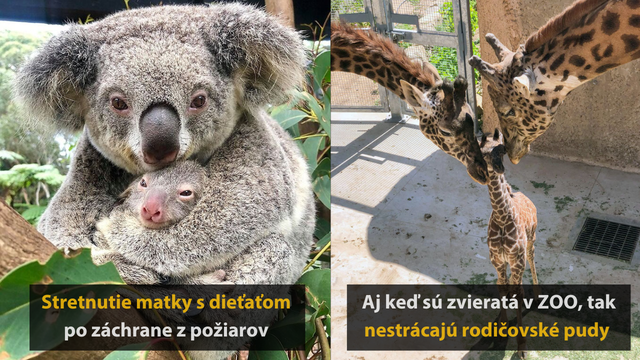 10 roztomilých fotografií zvieracích rodičov #1