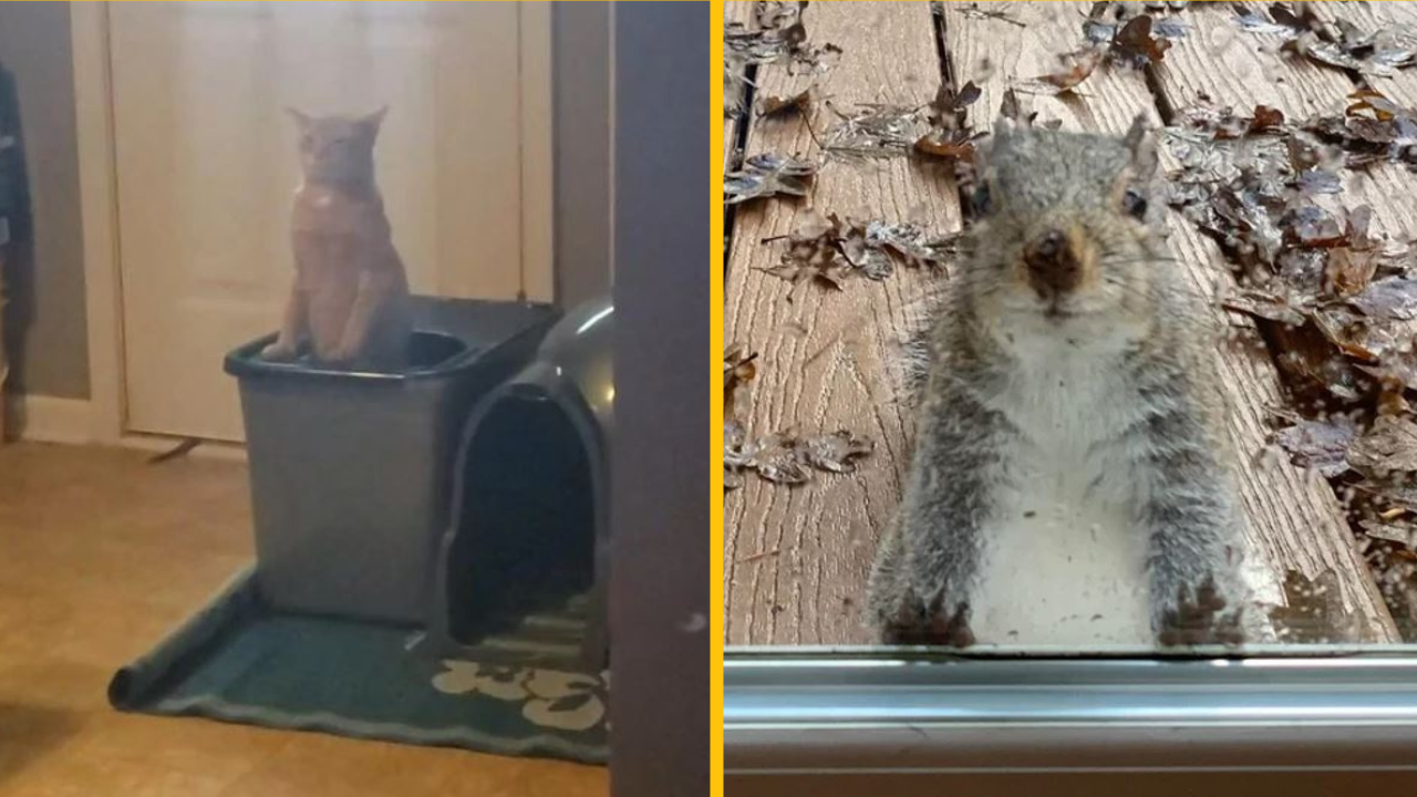 Zvieratá, ktoré by svojou roztomilosťou ľahko ovládli tento svet