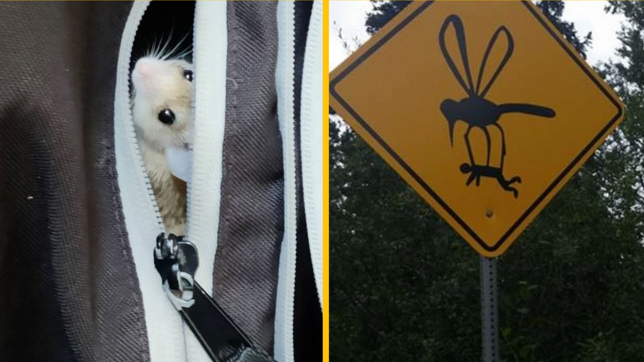 Nezvyčajné veci, ktoré vyčnievajú z našej bežnej rutiny